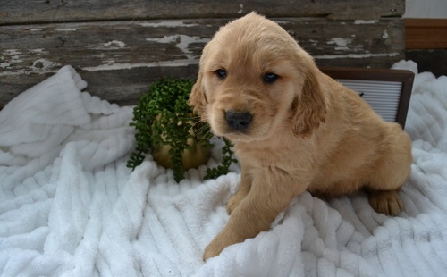 Healthy Akc Golden Retriever Puppies For Sale - photo 4